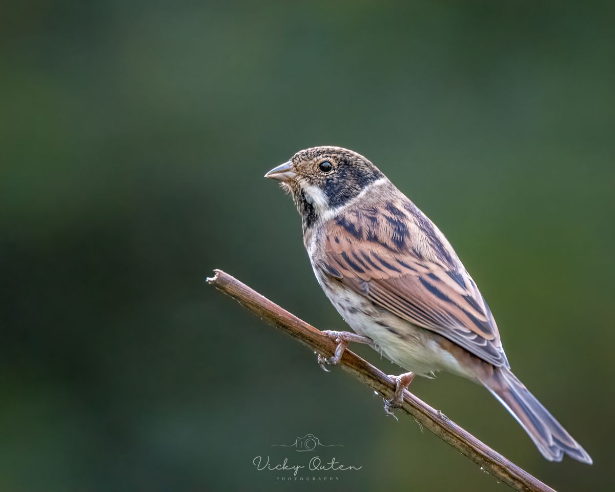Vicky Outen Photo DPAGB tweet media