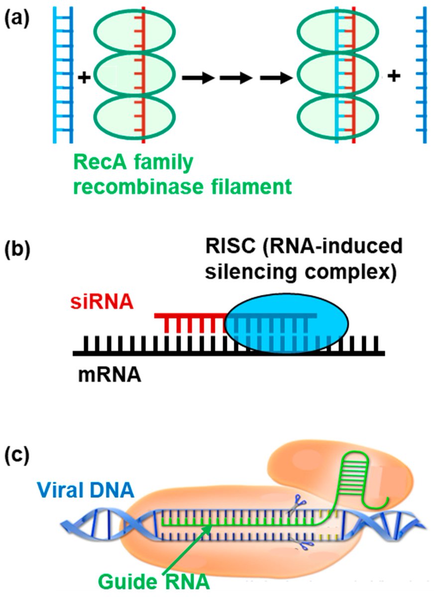DNA MDPI tweet media