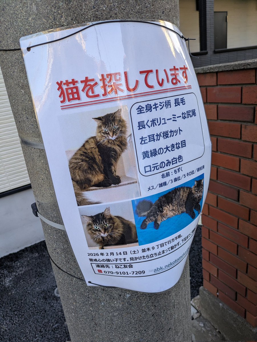 我孫子市で
猫の迷子です
拡散希望
早く見つかるといいね