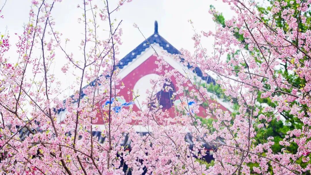 Shirly Yang tweet media