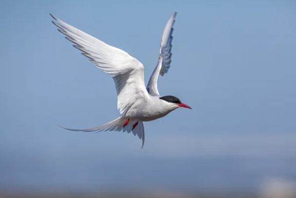 GOWEROS1 tweet media