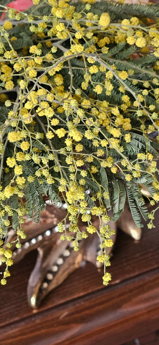 Mimoza kötülüğe karşı kazanılmış zaferdir.  Zariftir, cesarettir, güçtür mimoza. Güneş gibidir enerjisi ve gücü bol. Herkes sevemez , anlamını sindiremez.