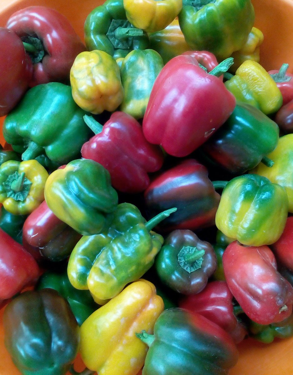 kirian Atim tweet media