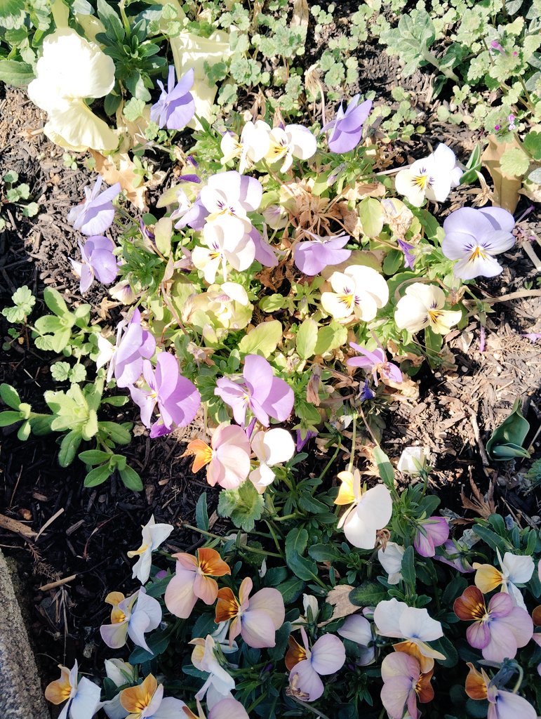 夕方は風が冷たくなってきました。教会花壇の花たちは昨日の雨でご機嫌な様子。

#つくば始音教会
#キリスト教福音宣教会