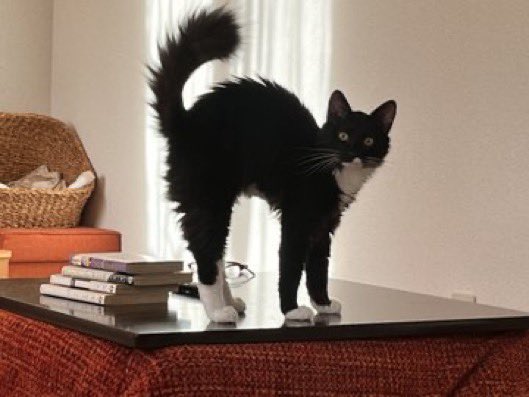 おなかの毛が成長しすぎてもうこんなキレのあるボニャールは見れないんだ…
写真は2024年10月頃のやつ