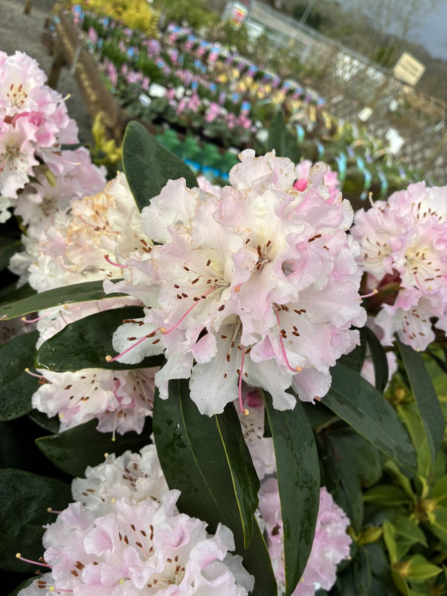 Callum Watson tweet media