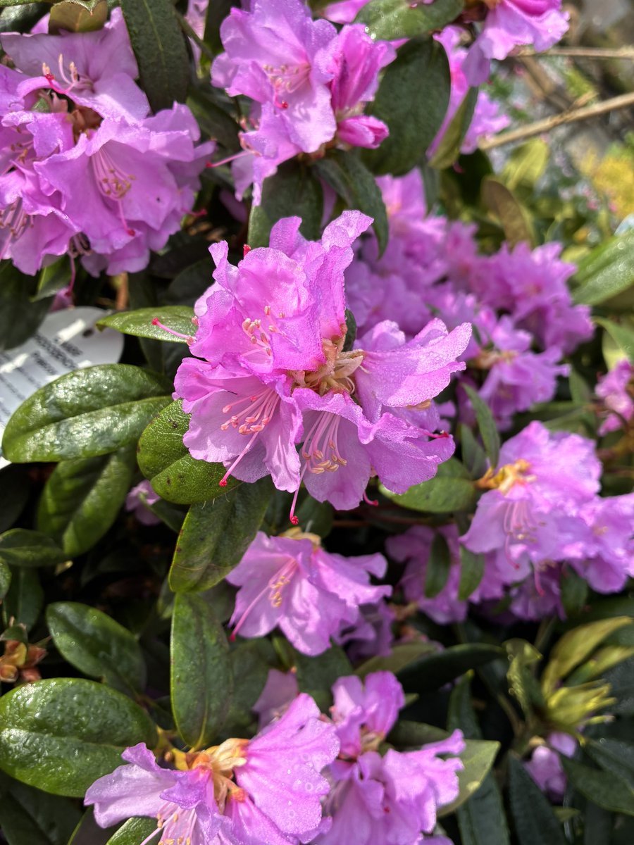 Callum Watson tweet media