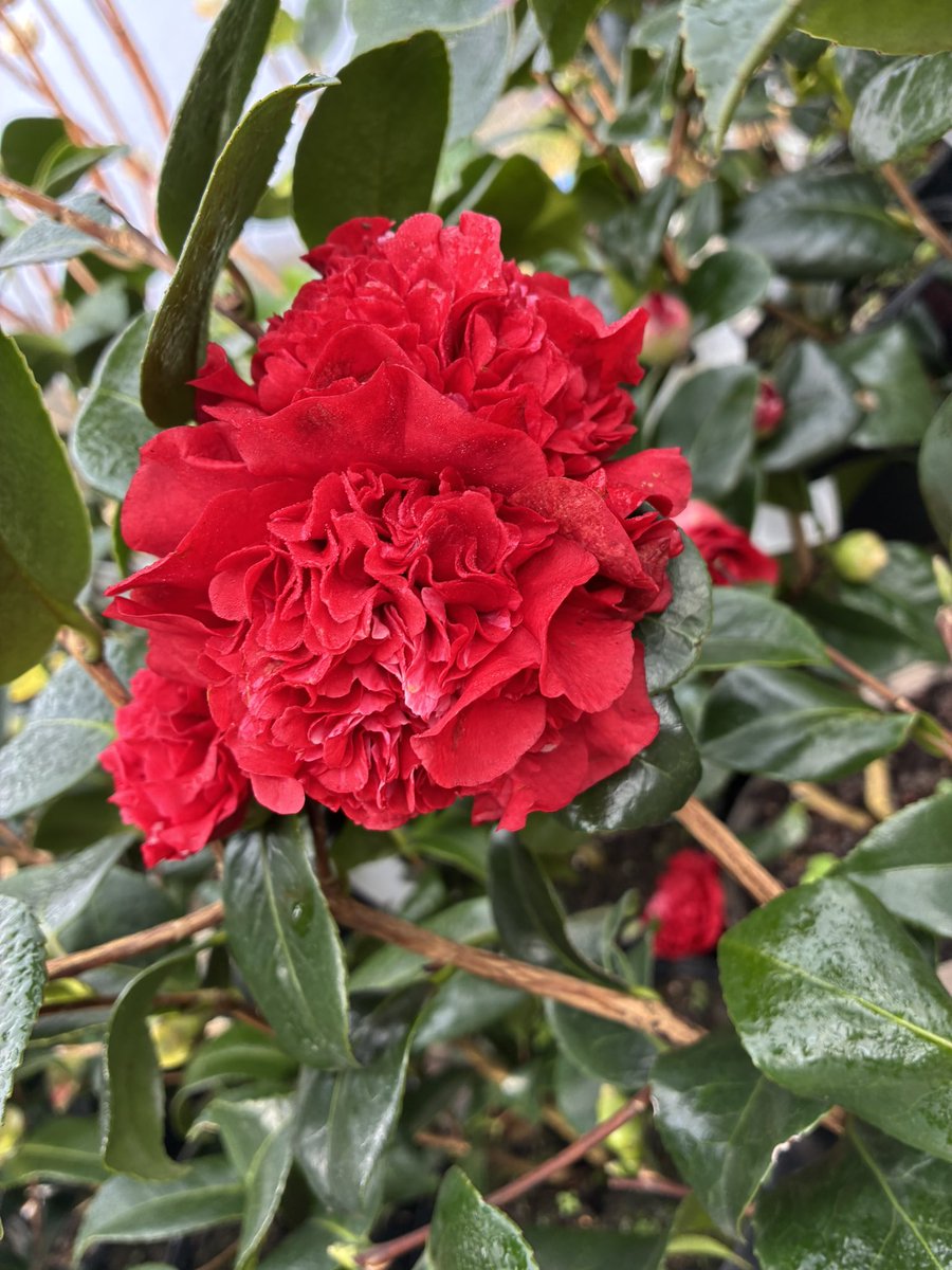 Callum Watson tweet media