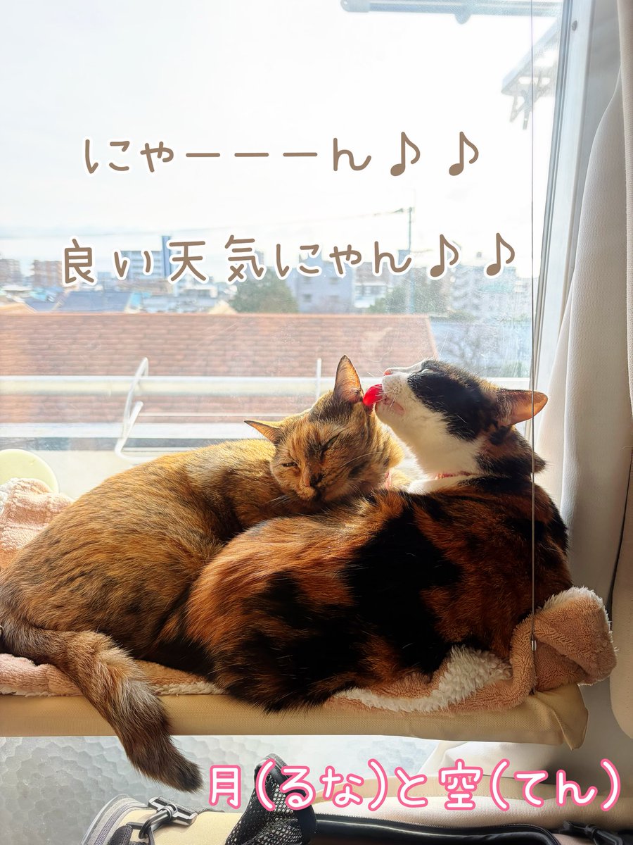 runa2ten's tweet photo. 暖かくなってきましたね。
花粉症がやばいです。
＃猫　＃cats   ＃ねこ　＃ネコ　＃猫好きさんと繋がりたい　＃にゃんこ生活　＃毎日猫がいる　＃猫がいる幸せ　＃猫が好き　＃サビ猫と三毛猫　＃てんるな姉妹日記　＃うちの子は今日もかわいい https://t.co/XhqyADobv1