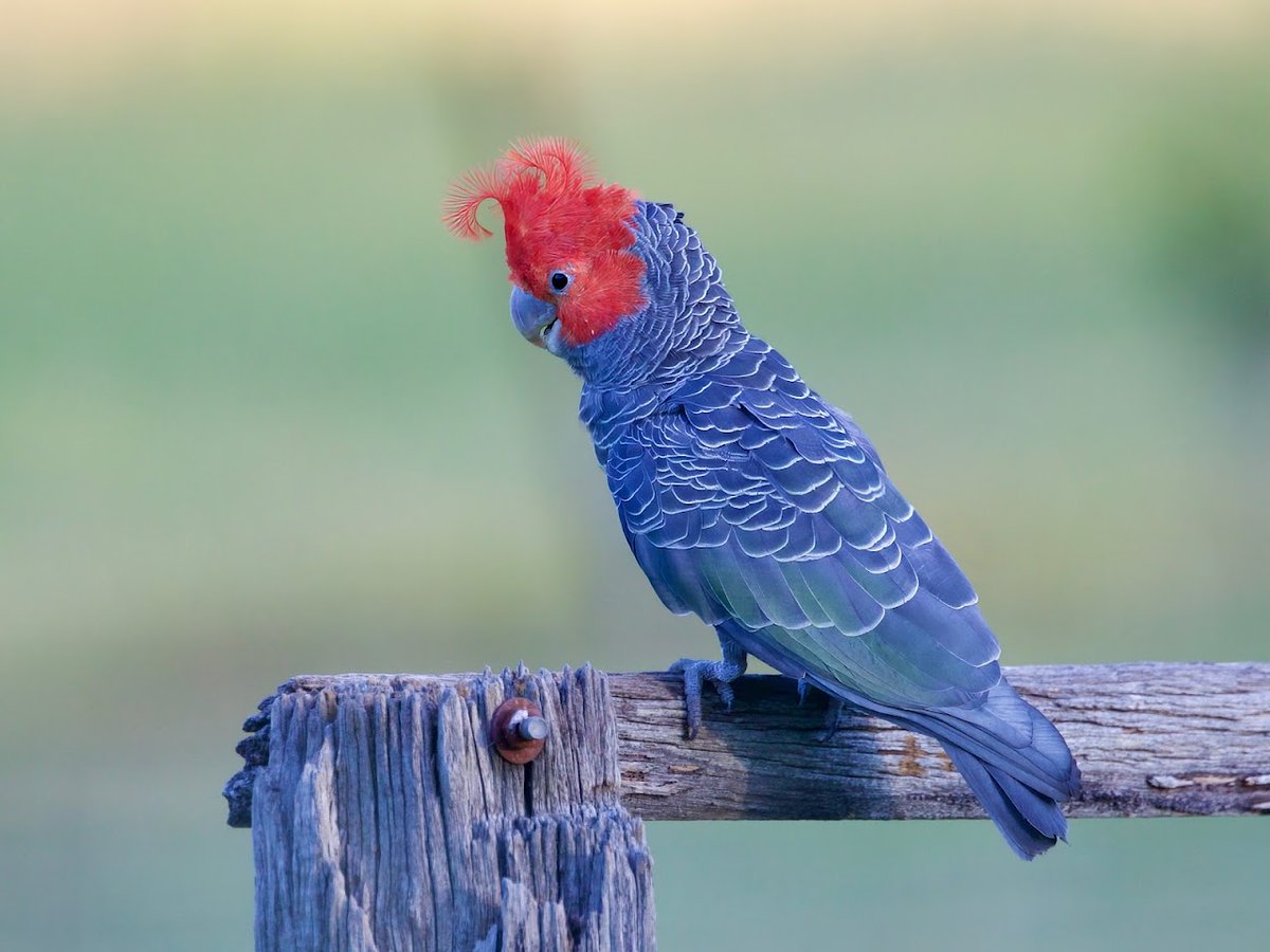 Friends of Bats and Habitat Gippsland tweet media