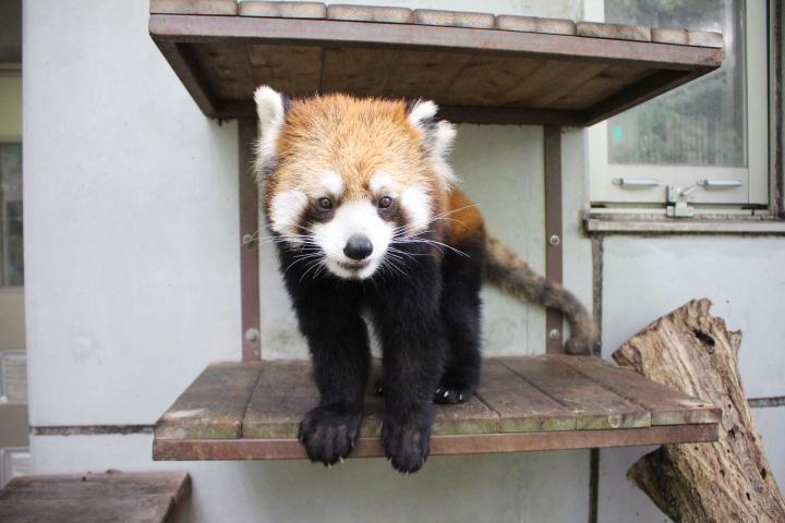 2026.3.3
＃シセンレッサーパンダの飼育日誌　を更新しました。
シセンレッサーパンダ 　
えみ(♀)、守守(♂)終日室内展示室で同居。狭い空間のためか、えみが守守に近づいて怒られることが多かった。守守はえみに興味なし。

＃日本平動物園
＃シセンレッサーパンダ
＃nihondairazoo