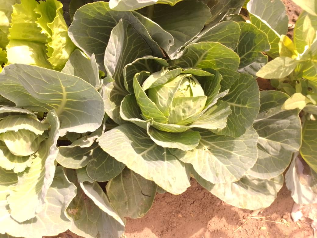 FAO en République centrafricaine tweet media