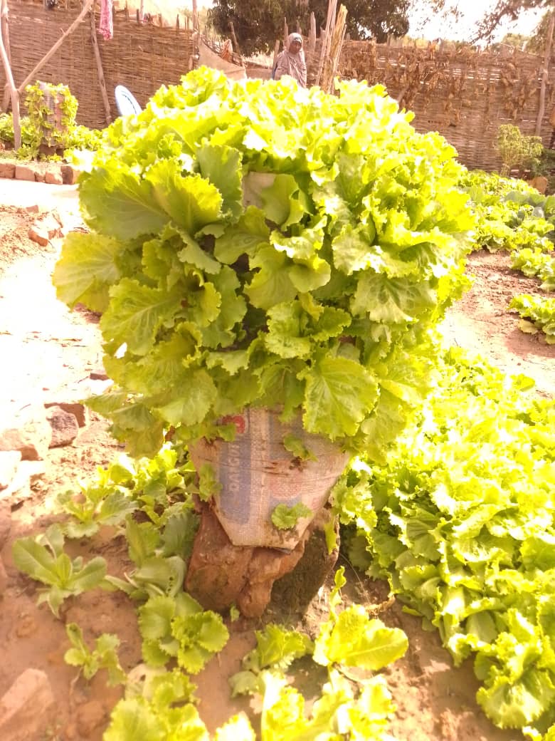 FAO en République centrafricaine tweet media