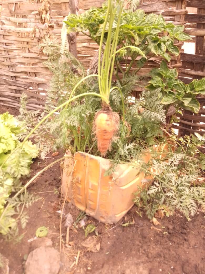 FAO en République centrafricaine tweet media