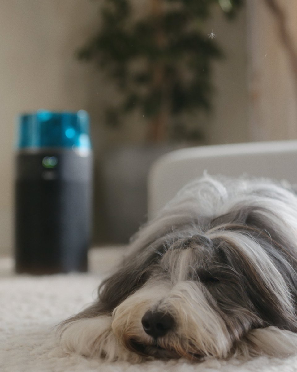 Dyson Japan/ダイソン tweet media