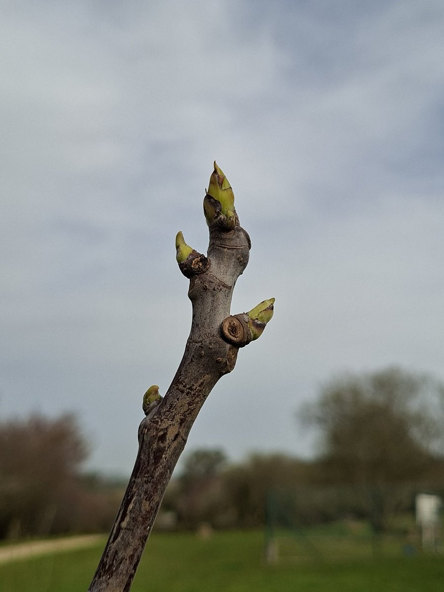 Asun Martínez tweet media