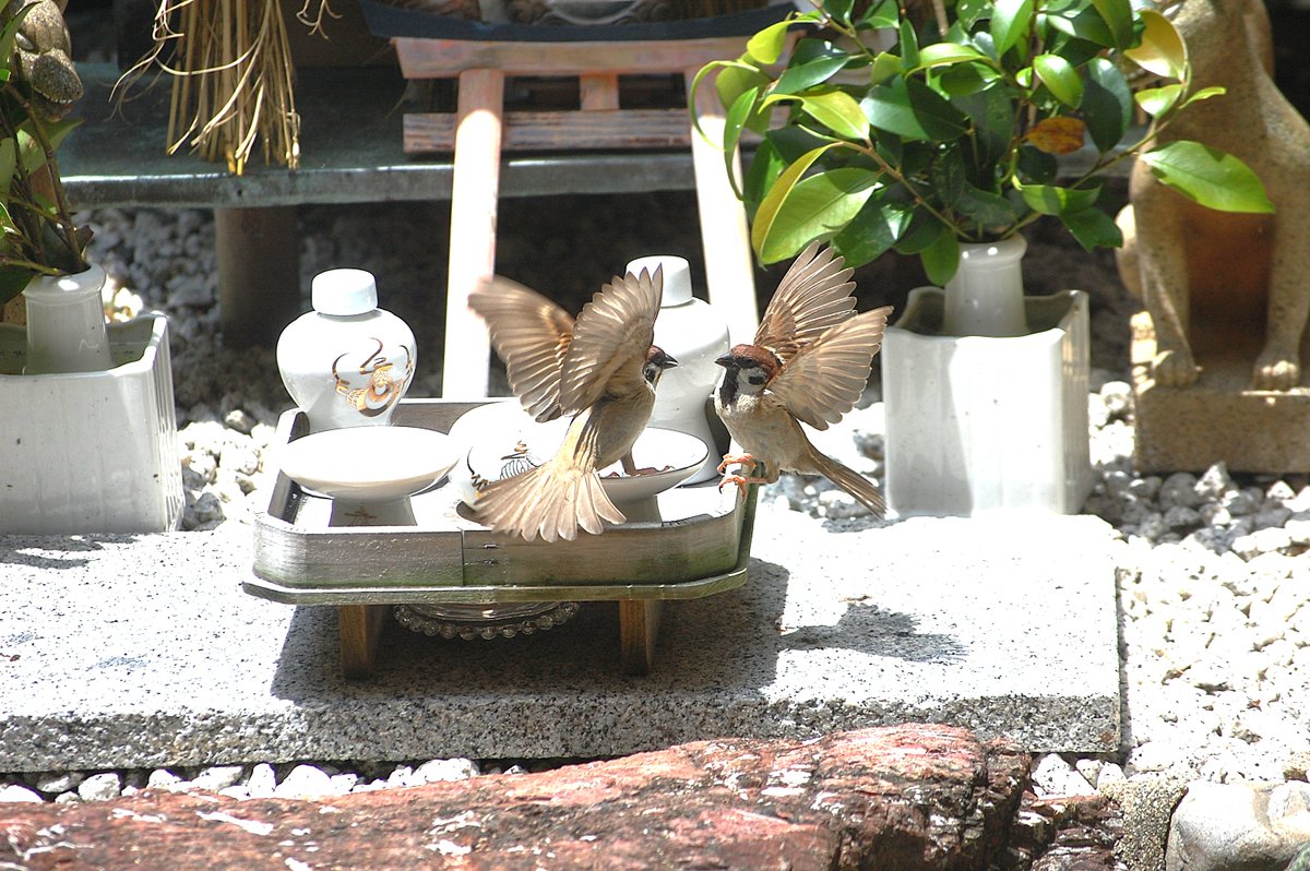 toba_kochoran's tweet photo. 当館に遊びに来るすずめです。お気に入り、すずめ画像・・・です https://t.co/QysgAcQ9Oa