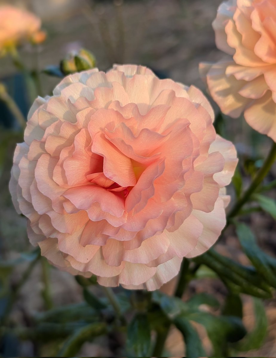 咲き進んだ姿も素敵です。 ラナンキュラス ラックス リーベラ