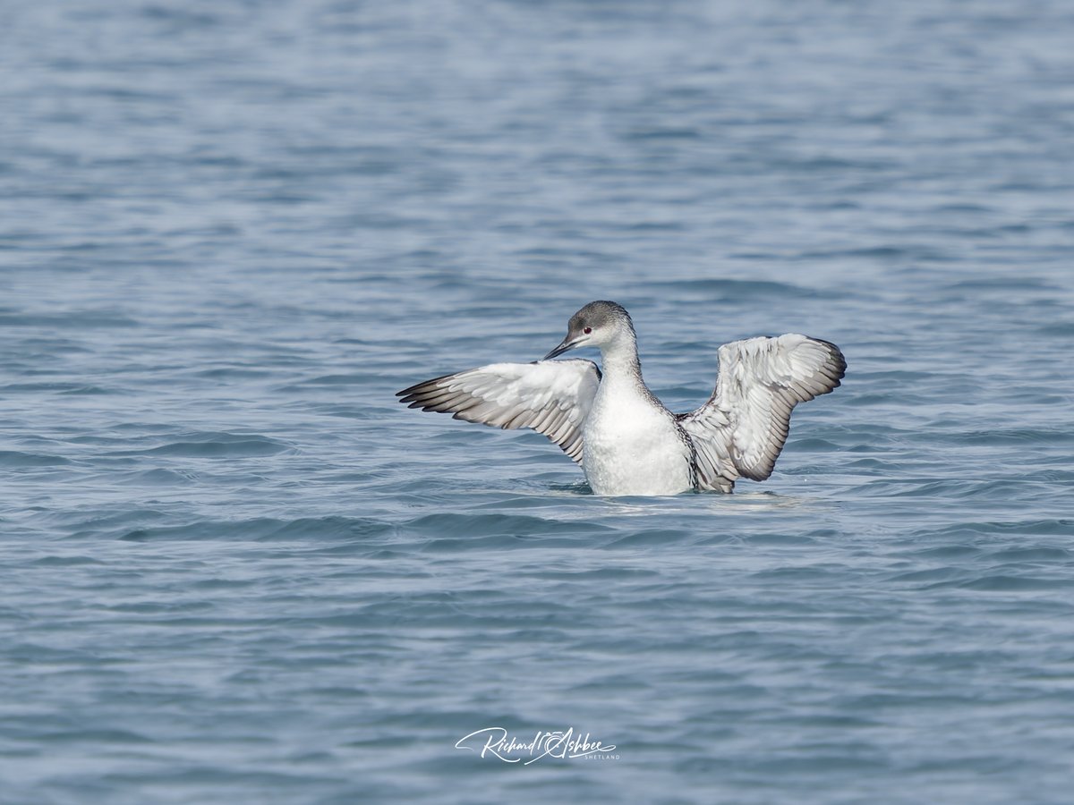 ashbee_richard's tweet photo. Red Throated Diver- Shetland https://t.co/MzcnCJeBkV