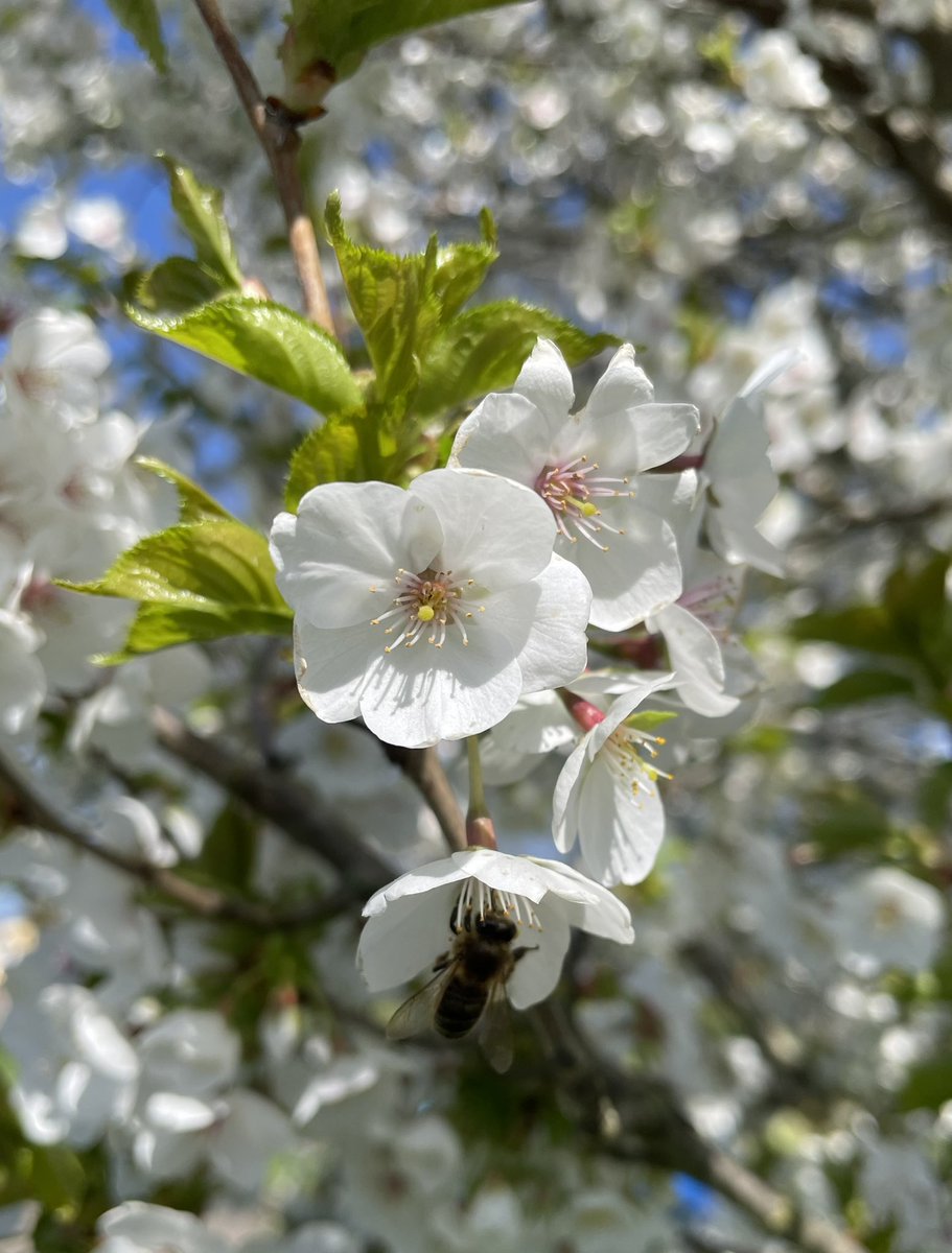 kirsten_fernand's tweet photo. Blooming nora! đ who else loves #Blossom #FlowerThursday #flowerphotography https://t.co/XdMI3b2Xij