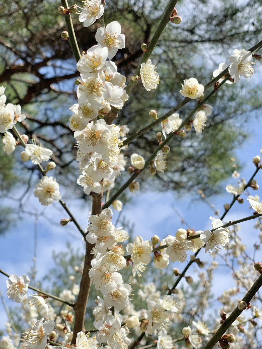 ご近所散歩～🚶
金沢神社さんの梅がとてもきれいでした✨