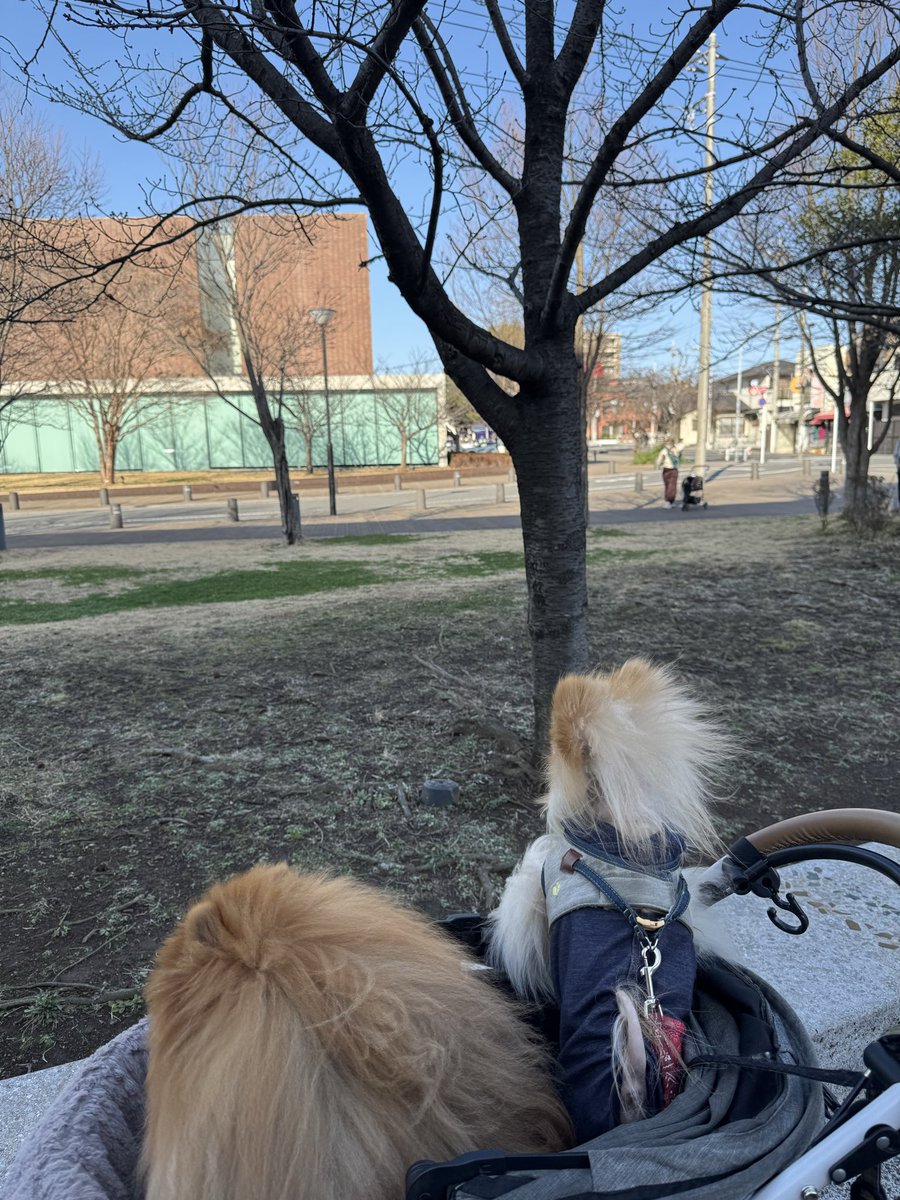 ポメラニアン tweet media