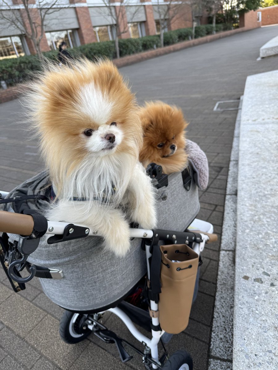 ポメラニアン tweet media