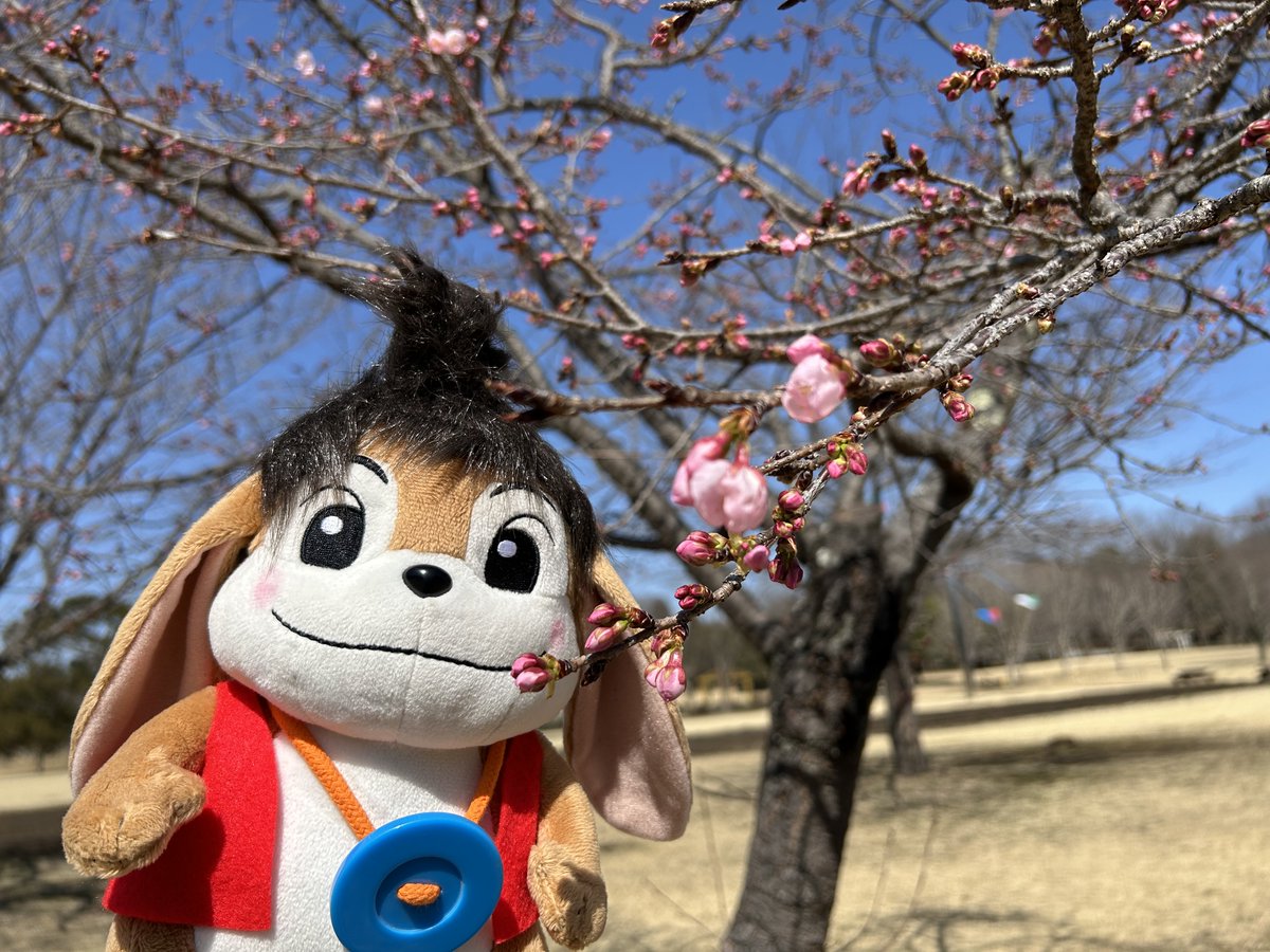 wanpakukouen's tweet photo. 風の原っぱでは、ヨコハマヒザクラが咲き始めました。

早咲きのサクラで、ソメイヨシノと比べるとピンク色が濃く鮮やかなところが特徴ですよ。

これからの園内では、サクラを皮切りに次々と花が咲いていきます。

一番の目玉は3月下旬～4月上旬の夢花壇！

春の花のバトンリレーがはじまるよー！ https://t.co/zCxezyng8M