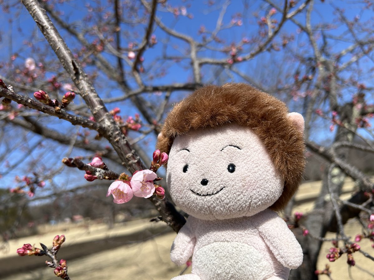 wanpakukouen's tweet photo. 風の原っぱでは、ヨコハマヒザクラが咲き始めました。

早咲きのサクラで、ソメイヨシノと比べるとピンク色が濃く鮮やかなところが特徴ですよ。

これからの園内では、サクラを皮切りに次々と花が咲いていきます。

一番の目玉は3月下旬～4月上旬の夢花壇！

春の花のバトンリレーがはじまるよー！ https://t.co/zCxezyng8M