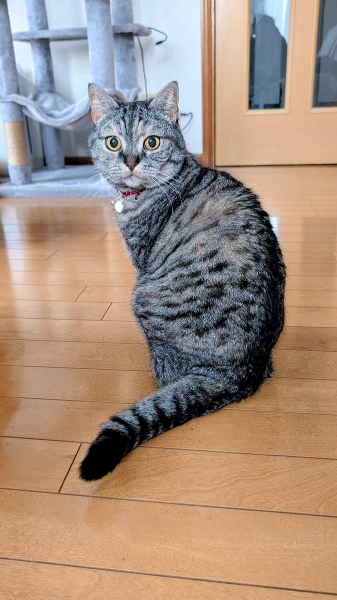 ねこさん⚡(ΦωΦ) (@catnap707) / Posts / X