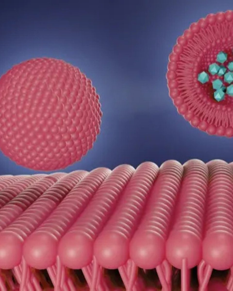 painmednews's tweet photo. New liposomal delivery system presented at #PAINWeek2025 may achieve ≥90% bioavailability vs 5–20% orally.
Once-monthly, nonopioid option for pain?
🔗 Read more: https://t.co/8oQ6lHnTiL #PainManagement https://t.co/Kx5M6HeHiA