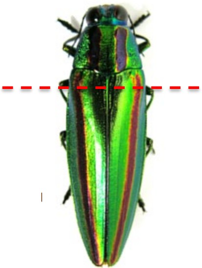 JEOL_Japan's tweet image. 🪲タマムシ内部構造の観察
～µCTによる特定部位の決定からCP加工・SEM観察まで～
昆虫内部の特定部位を非破壊で決定し、断面観察まで実施した事例です。µCTとCP、SEM-EDSを組み合わせ、微細構造と含有元素を捉えました！🔬

👉詳しくはこちらjeol.co.jp/solutions/appl…

#µCT #SEM #タマムシ #非破壊観察