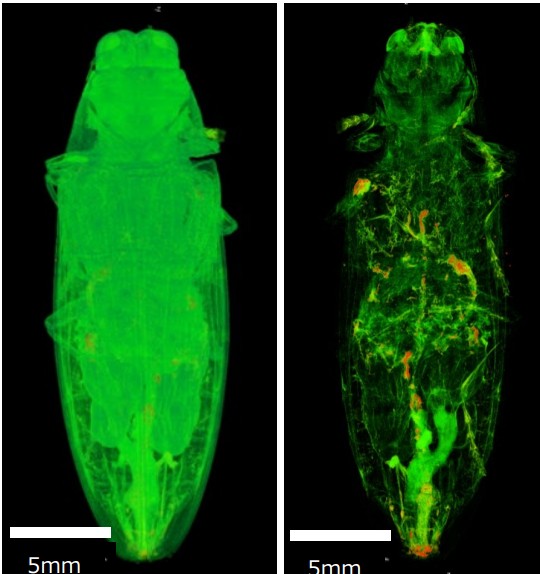 JEOL_Japan's tweet image. 🪲タマムシ内部構造の観察
～µCTによる特定部位の決定からCP加工・SEM観察まで～
昆虫内部の特定部位を非破壊で決定し、断面観察まで実施した事例です。µCTとCP、SEM-EDSを組み合わせ、微細構造と含有元素を捉えました！🔬

👉詳しくはこちらjeol.co.jp/solutions/appl…

#µCT #SEM #タマムシ #非破壊観察