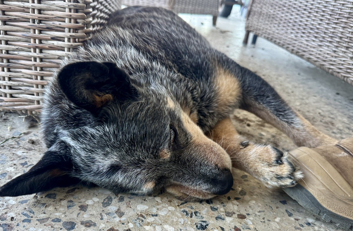 Calliss Clan (@callissclan.bsky.social) tweet media