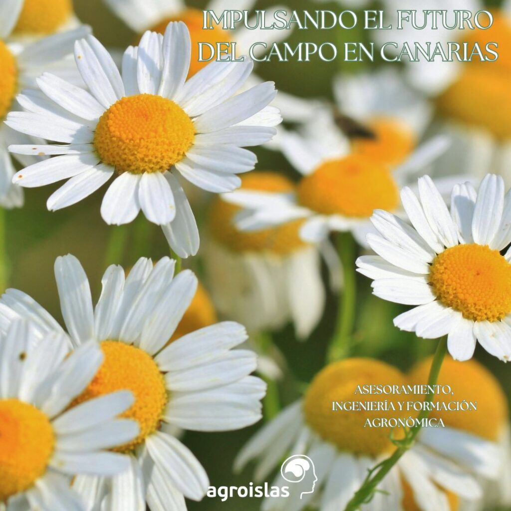 agroislas's tweet photo. New Post: INGENIERÍA AGRÓNOMA EN CANARIAS https://t.co/6TEgDLSF1h https://t.co/rGqEFiS8ih