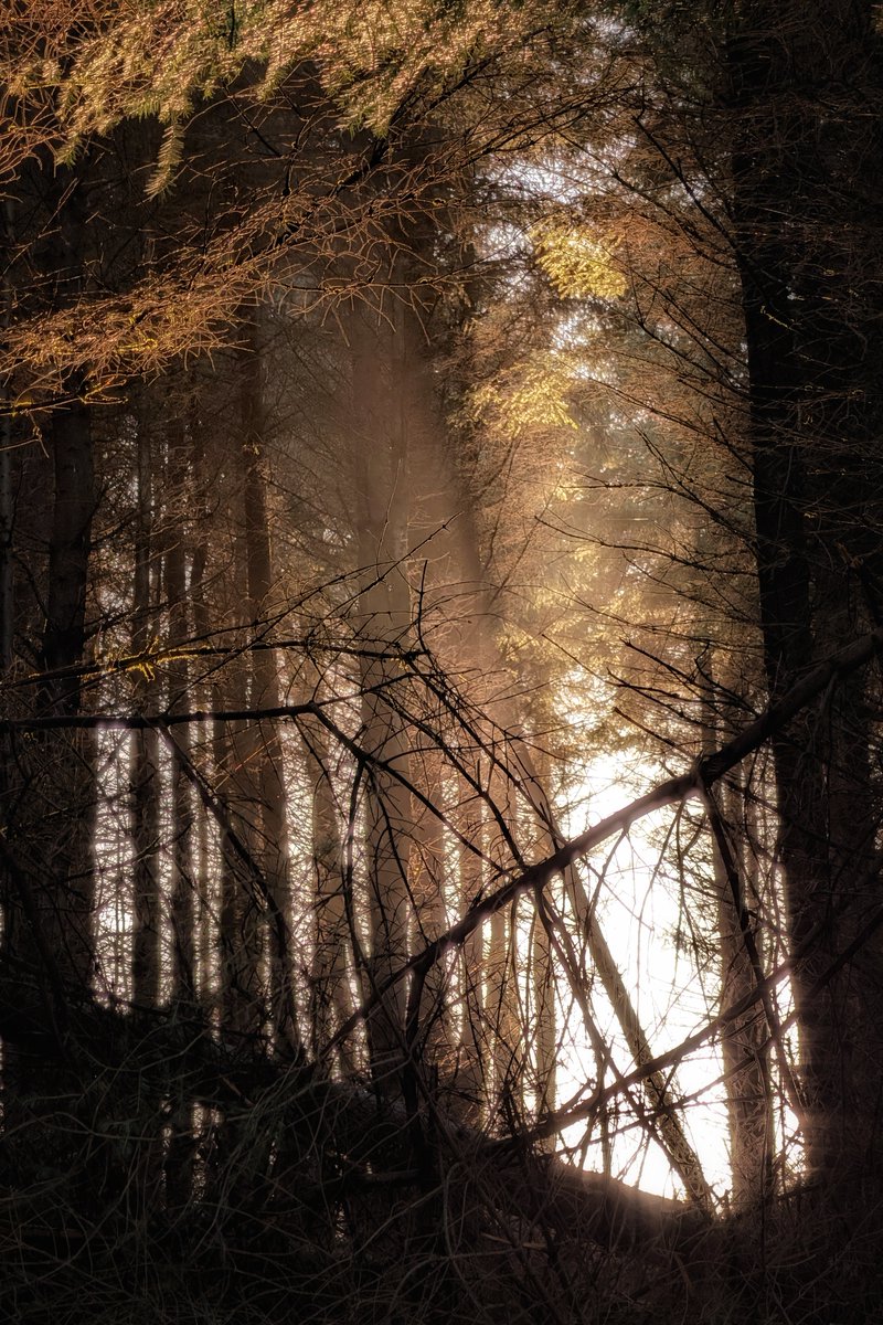 pocketireland's tweet photo. These magical sunbeams piercing through the dense trees made my day! 🌲✨
#photography #EastCoastKin #TeamPixel #IrishForests #WoodlandWalk #Sunbeams #NatureLovers #GoldenHour #Wicklow #ForestMagic https://t.co/stlFRQS2A6