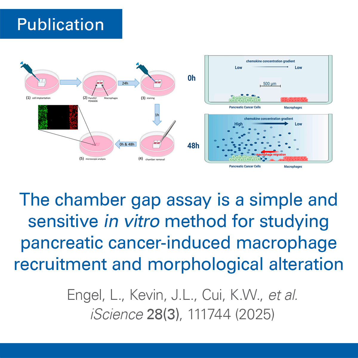 ibidi GmbH tweet media