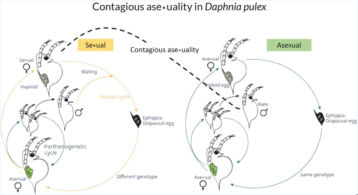 Cécile Molinier tweet media