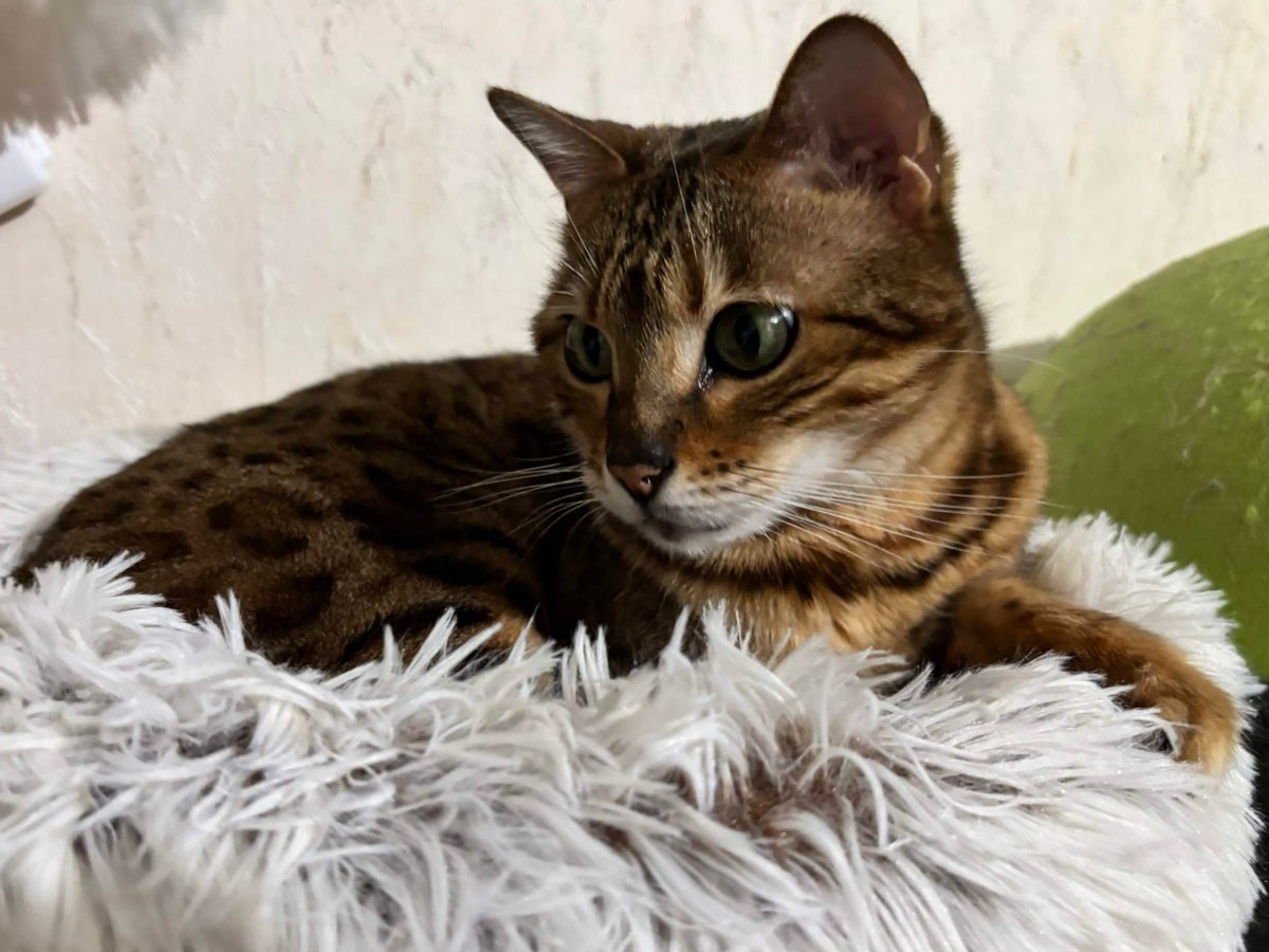 VHeartClips tweet media