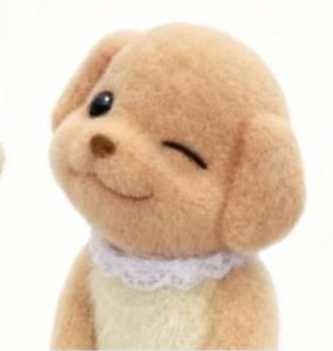 my boy puppy ૮ • ﻌ - ა