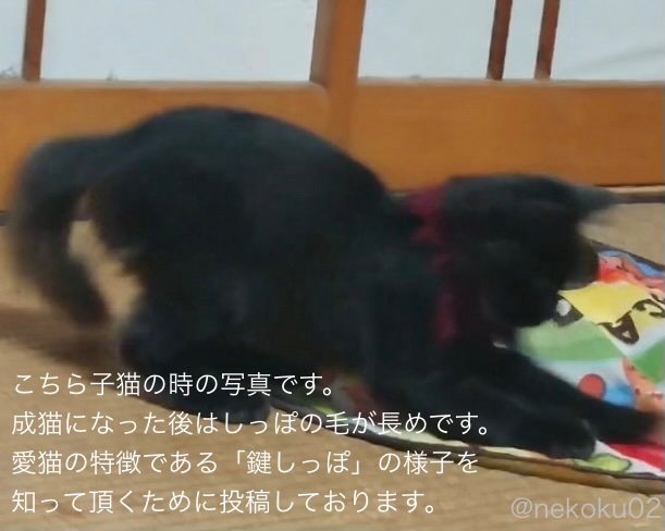 nekoku02's tweet photo. 【千葉県東庄町で2022年6���から #黒猫 ♀を捜しています】
猫か犬か、オスかメスか判らない幼い頃から育てた子です
今も心配で仕方ありません

#東庄町 #千葉県 黒猫迷子
「固定ポスト」に当時の特徴(返信欄に続く)、「固定⬇️」「ハイライト」「記事」に捜索のまとめがあります。どうかご一読願います https://t.co/3vmmlgj2FL