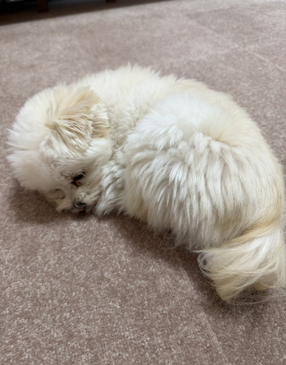 西村　文男 tweet media