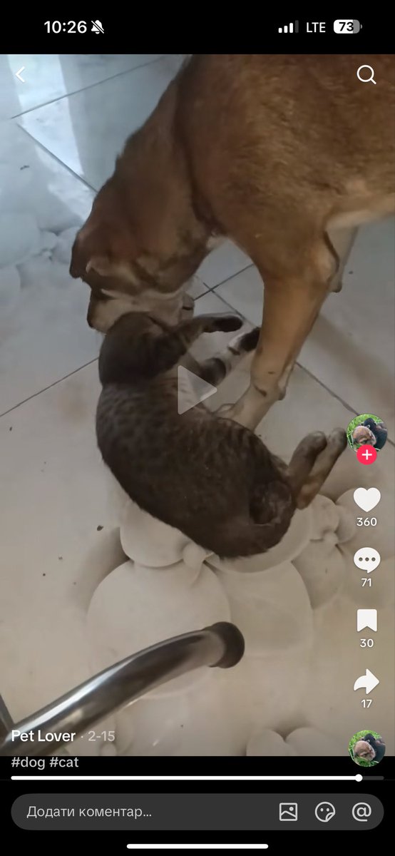 marynasheilia tweet media