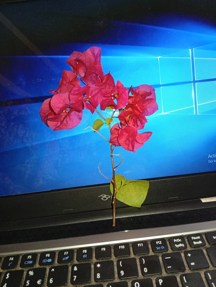 KelvinApah's tweet photo. God sent an Angel 😇 to give me this flower 🌹 this morning. May God bless and keep you little one keep flourishing. https://t.co/GAGm8PVRuB