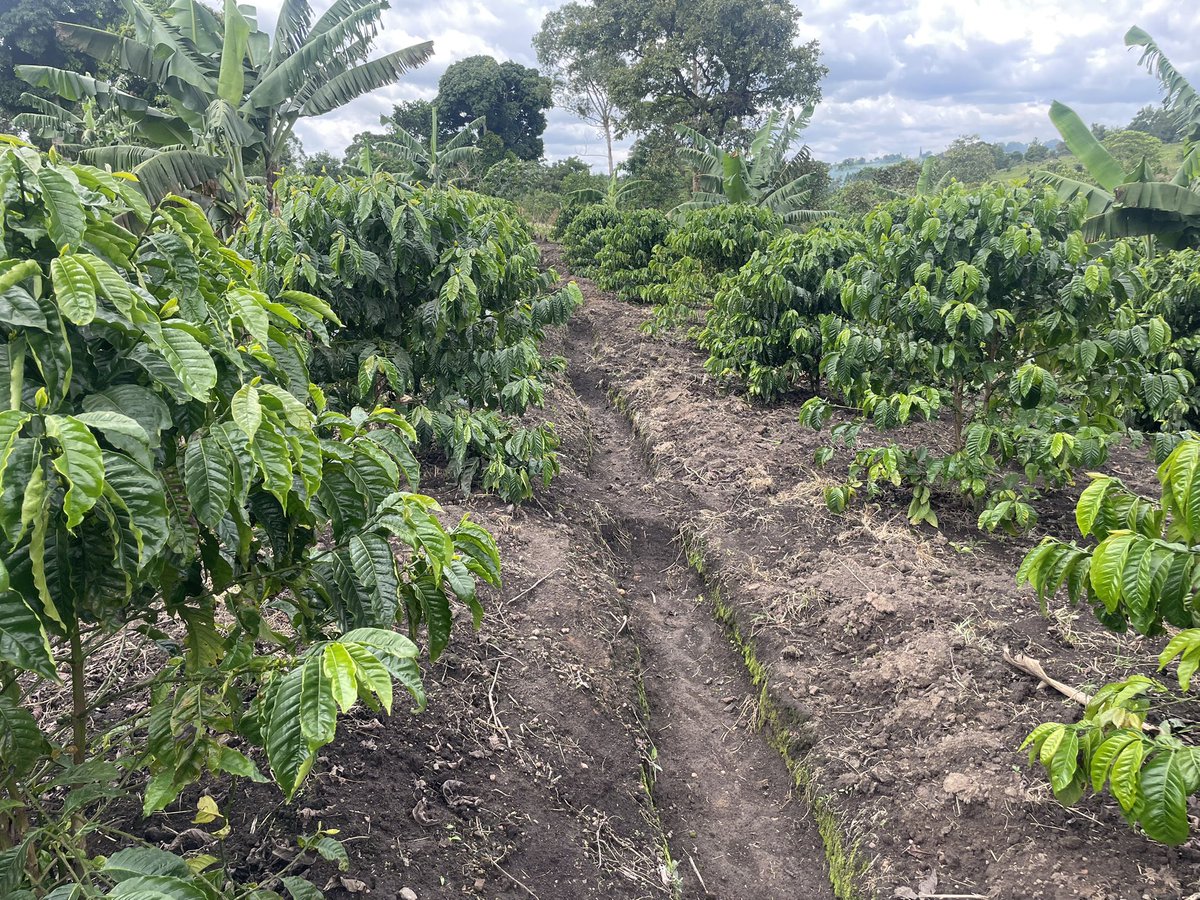 zealous_farmer's tweet photo. Contours are essential in coffee plantations: they slow runoff, prevent soil erosion, retain rainwater, and preserve nutrients during heavy rainy seasons boosting yields and sustainability. Embrace them now! https://t.co/86XWpE9llZ