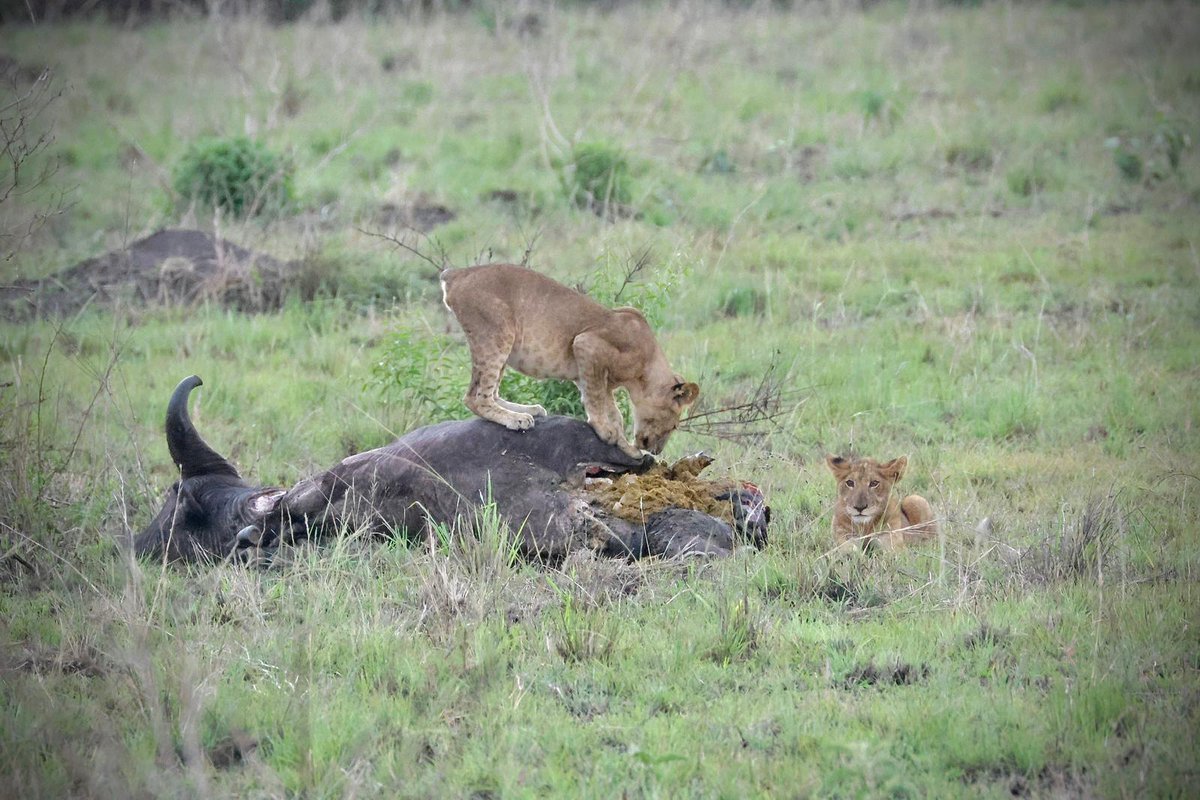 ParksInUganda's tweet photo. FOR ME, THE GAME DRIVE IN QUEEN ELIZABETH NATIONAL PARK. 
Imagine cruising through savannas, forests, and wetlands, spotting lions, buffalo, leopards, elephants, and more. Would you like to book a game drive or plan a customized tour?
https://t.co/Rvlf9yRehb https://t.co/89Vm4q1jhC