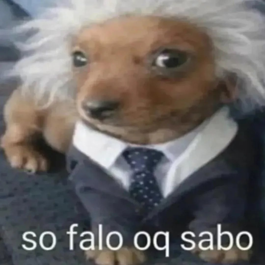 acervo doguinhos tweet media