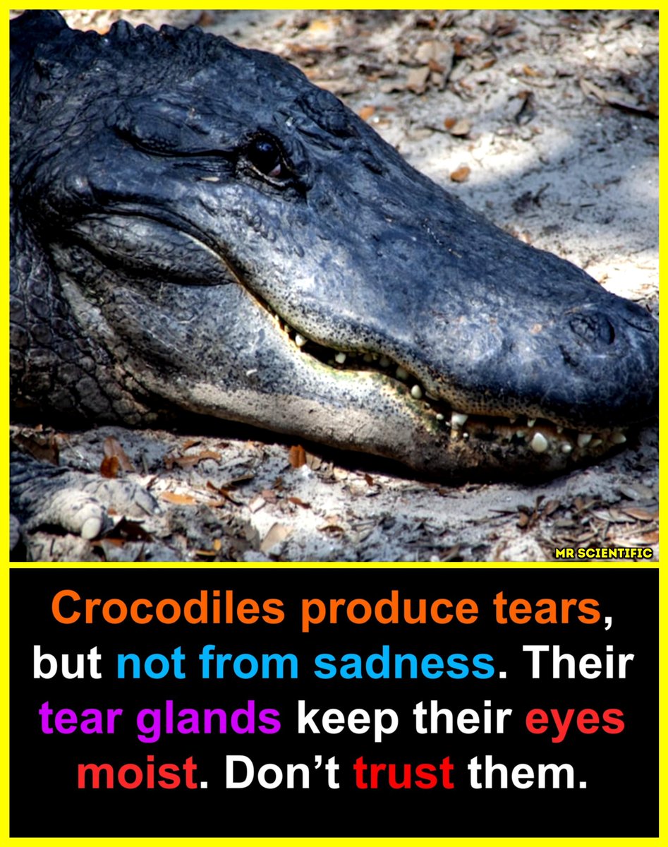 ScientificMr's tweet photo. 🐊 The phrase “crocodile tears” actually comes from an old myth that crocodiles cry while eating their prey. 
In reality, the tears are just a physical response. When crocodiles eat, the muscles around their jaws press on glands near the eyes, which can force fluid out. 
So it looks like they’re crying, but it’s really just biology, not emotion.