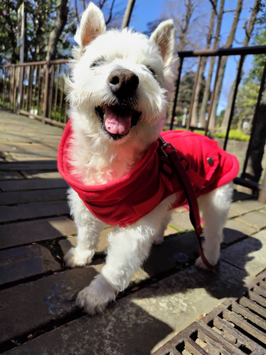 ちーちゃんですけどもっ第3巻予約発売中です❗️ (@ymc_cheezu