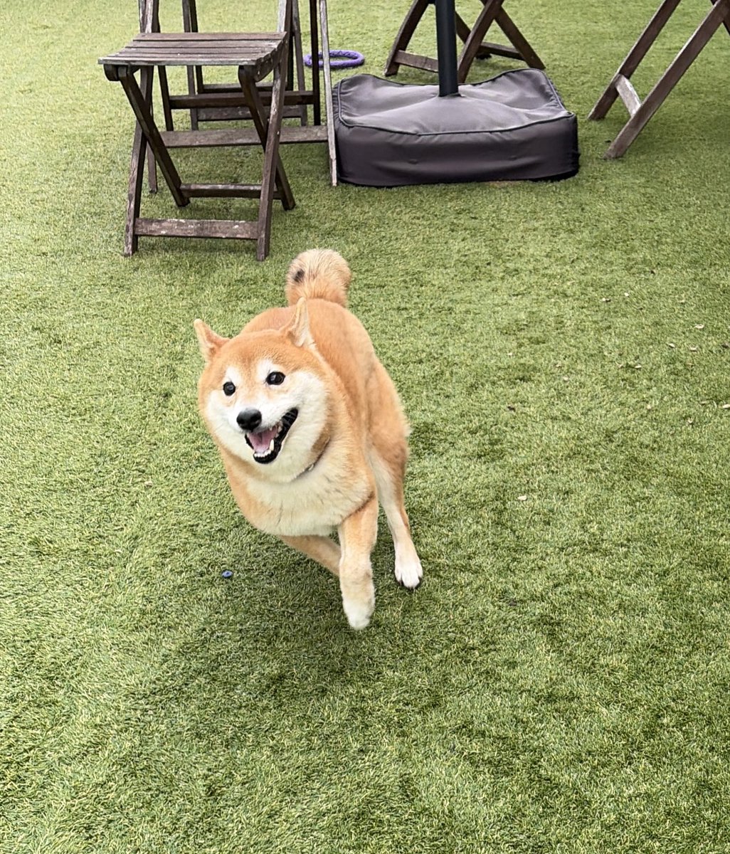 アサリ (@asari_poke) / Posts / X